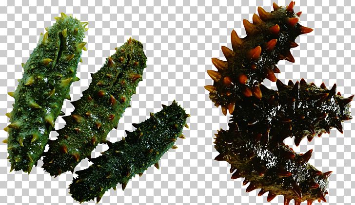 Sea Cucumber As Food Seafood PNG, Clipart, Black, Caterpillar Fungus, Chris, Christmas Decoration, Conifer Free PNG Download