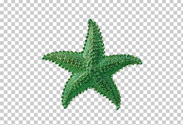 Starfish PNG, Clipart, Animals, Background Green, Basket Star, Benthos, Brittle Star Free PNG Download