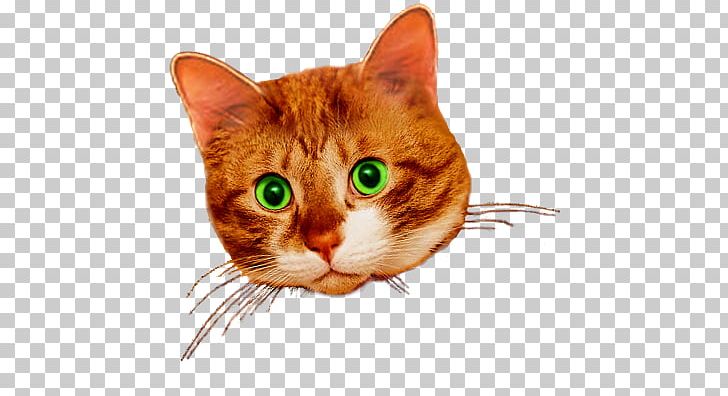 European Shorthair American Wirehair Whiskers Kitten Domestic Short-haired Cat PNG, Clipart, American Wirehair, Animals, Carnivoran, Cat Like Mammal, Domestic Shorthaired Cat Free PNG Download