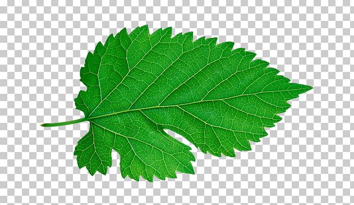 Plant Leaves Leaf PNG, Clipart, Data, Data Compression, Digital Image, Grape Leaves, Leaf Free PNG Download