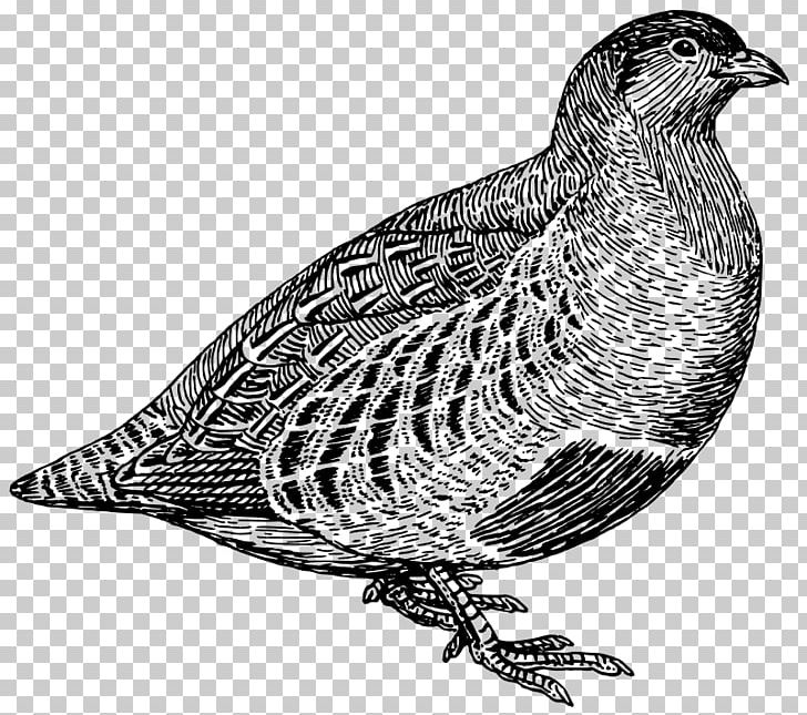 Quail Partridge Bird PNG, Clipart, Animals, Beak, Bird, Bird Of Prey, Black And White Free PNG Download