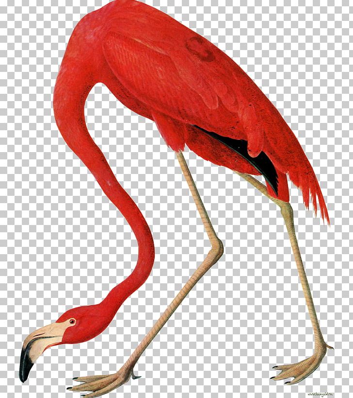 The Birds Of America National Audubon Society American Flamingo Paper PNG, Clipart, American Flamingo, Animals, Art, Beak, Bird Free PNG Download