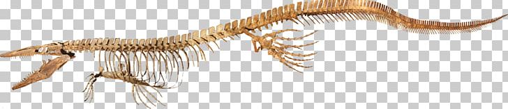 Tylosaurus Late Cretaceous Kronosaurus Mosasaurs Woolungasaurus Glendowerensis PNG, Clipart, Animal Figure, Bunker, Carnivore, Cretaceous, Dinosaur Free PNG Download
