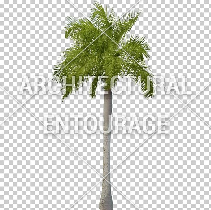 Asian Palmyra Palm Leaf Flowerpot Plant Stem Branching PNG, Clipart, Architectural, Arecales, Asian Palmyra Palm, Borassus, Borassus Flabellifer Free PNG Download