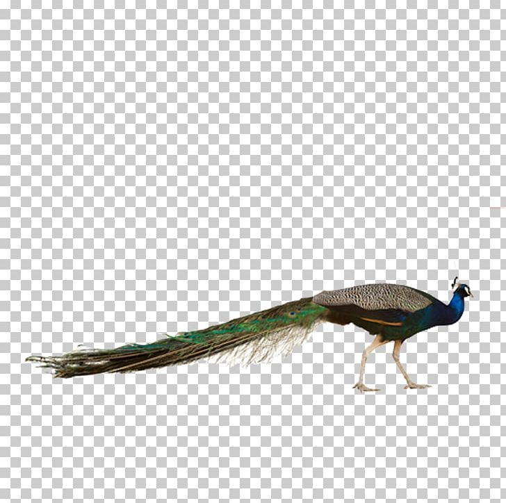 Bird Asiatic Peafowl Stock Photography Phasianidae PNG, Clipart, Animals, Asiatic Peafowl, Beak, Creative, Creative Peacock Free PNG Download
