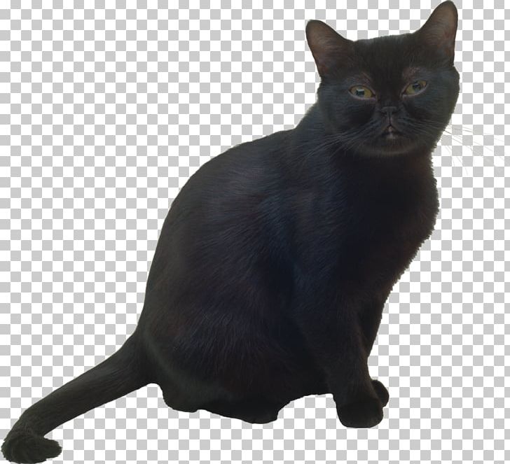 Bombay Cat Burmese Cat Black Cat Korat Havana Brown PNG, Clipart, Black ...