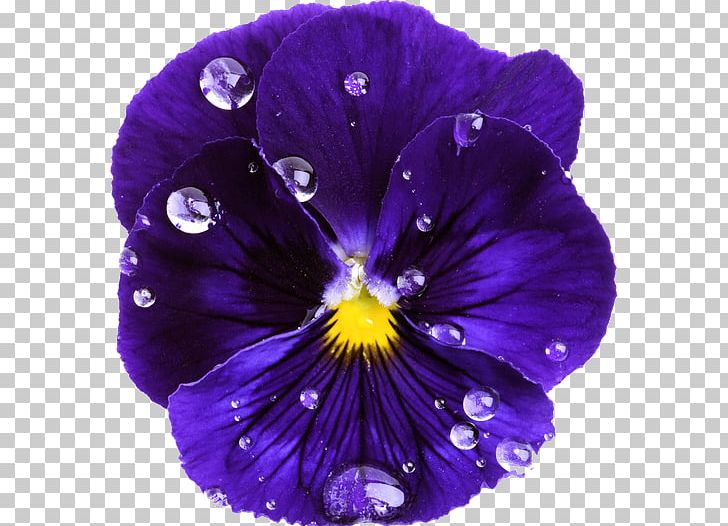 Pansy Violet Purple Color Blue PNG, Clipart, Blue, Cobalt Blue, Color, Flower, Flowering Plant Free PNG Download