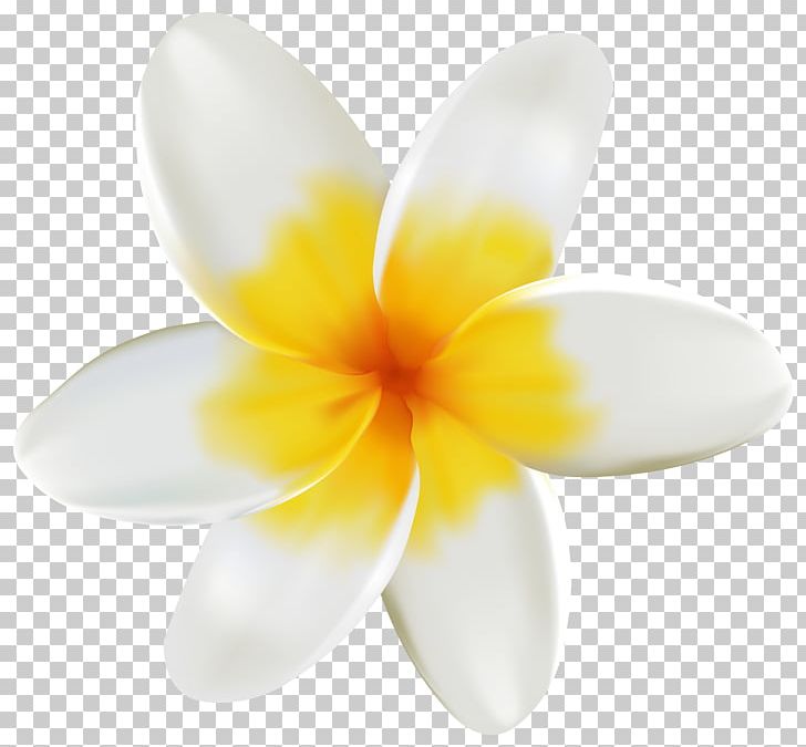 RELAXING Reflexology.Massage.Shiatsu Petal Flower PNG, Clipart, Blume, Flower, Flowering Plant, Frangipani, Jan 27 2018 Free PNG Download