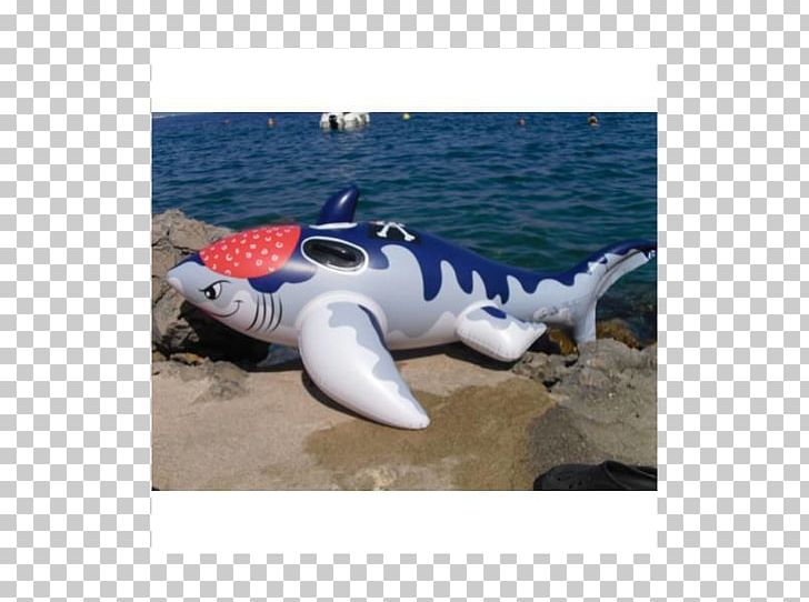 Shark Porpoise Cetacea Inflatable Dolphin PNG, Clipart, Animals, Cetacea, Dolphin, Fin, Fish Free PNG Download