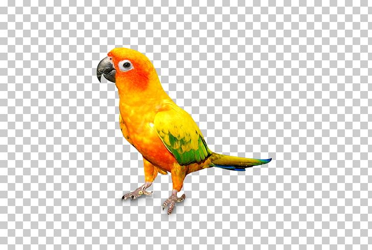 Cat Parrot Bird Dog Pet PNG, Clipart, Activated Carbon, Animals, Beak, Bird, Bisphenol A Free PNG Download