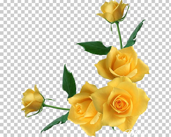 Garden Roses Flower Rosa Gallica Yellow PNG, Clipart, Color, Corner, Cut Flowers, Floral Design, Floribunda Free PNG Download