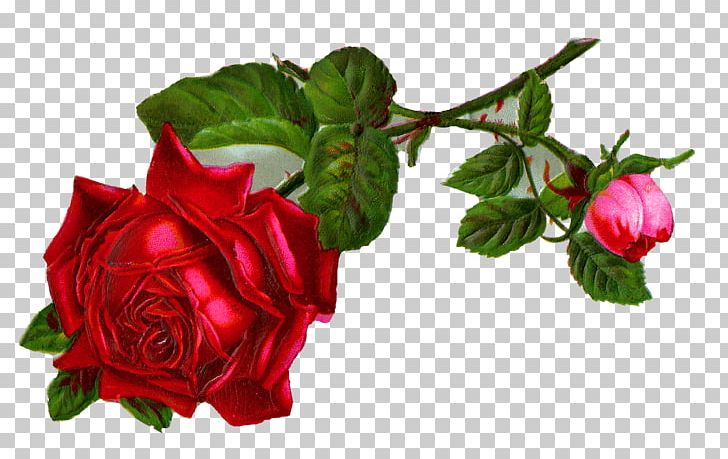 Rose Desktop Flower PNG, Clipart, Cut Flowers, Desktop Wallpaper, Digital Image, Download, Flower Free PNG Download