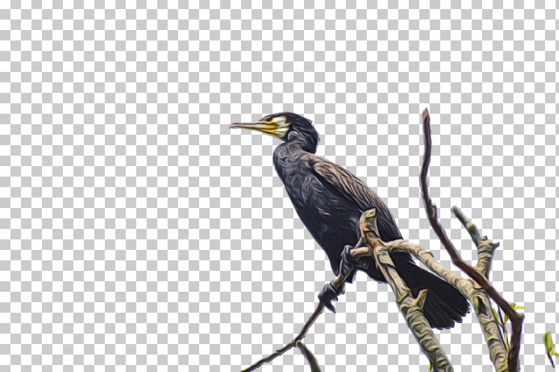 Feather PNG, Clipart, Beak, Coraciiformes, Cormorants, Eagle, Feather Free PNG Download