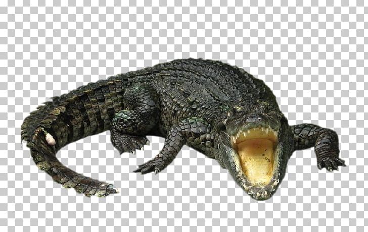 Nile Crocodile Gharial Chinese Alligator PNG, Clipart, Alligator, American Alligator, Animals, Brutal, Crawl Free PNG Download
