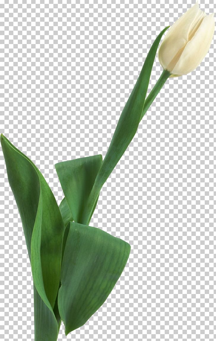 Tulip Cut Flowers Plant Stem PNG, Clipart, Arum, Bud, Cut Flowers, Email, Flower Free PNG Download