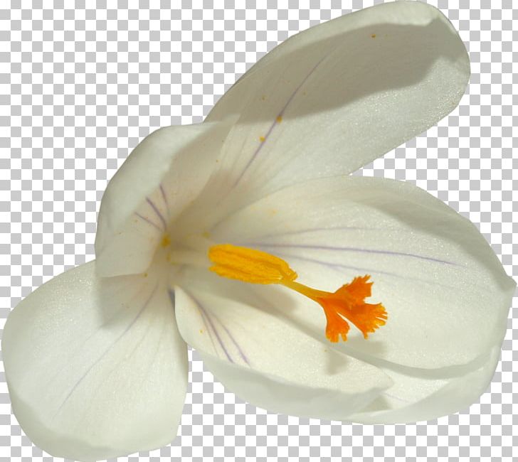 Flower Crocus PNG, Clipart, Colchicum Autumnale, Computer Icons, Crocus, Encapsulated Postscript, Flower Free PNG Download