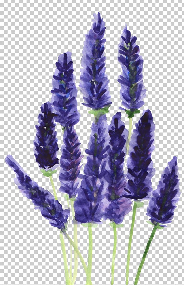 Lavender Watercolor: Flowers Plants Botany Drawing PNG, Clipart, Botanical Illustration, Botany, Colourbox, Drawing, English Lavender Free PNG Download