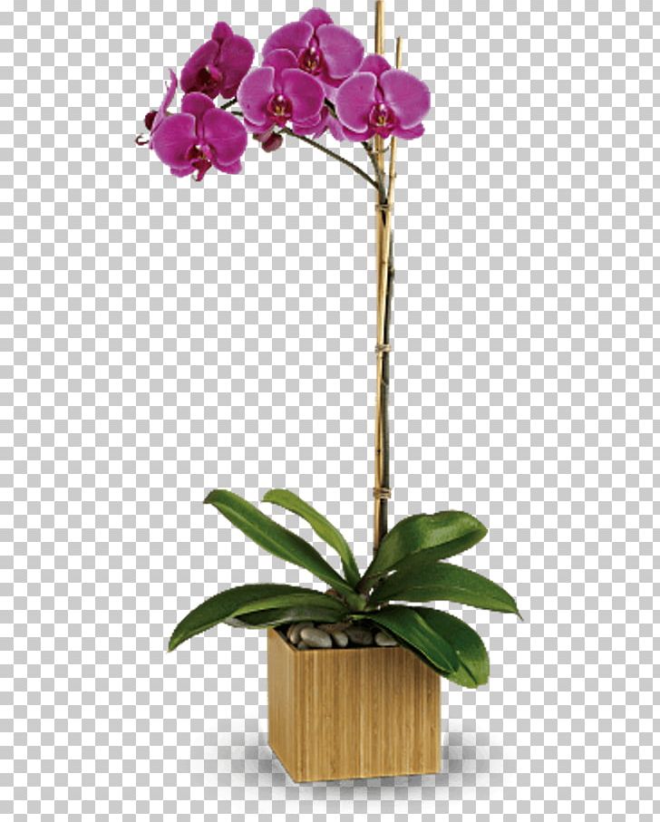 Moth Orchids Flower Floristry Teleflora PNG, Clipart, Artificial Flower, Cattleya, Cut Flowers, Flora, Floral Design Free PNG Download
