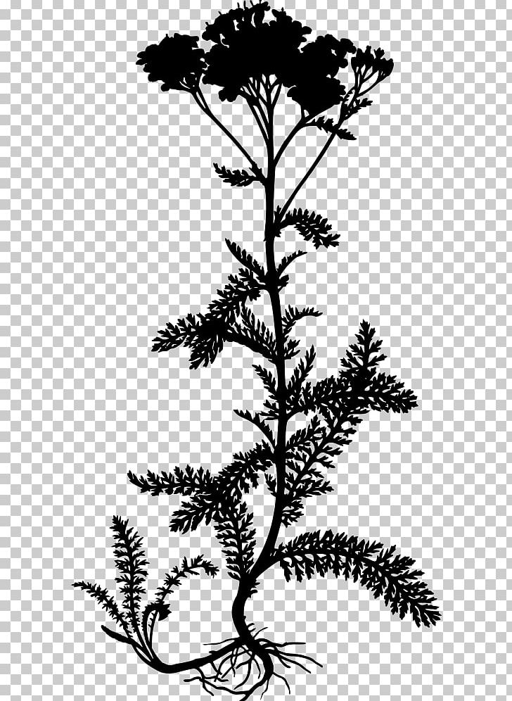 Yarrow Köhler's Medicinal Plants Daisy Family PNG, Clipart,  Free PNG Download