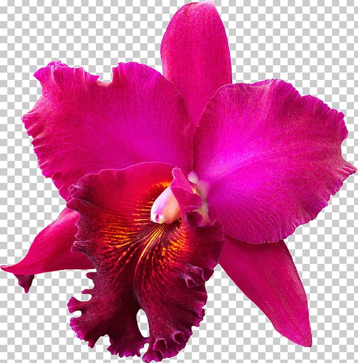 Crimson Cattleya Christmas Orchid Orchids Stock Photography PNG, Clipart, Cattleya, Cattleya Labiata, Cattleya Orchids, Christmas Orchid, Crimson Free PNG Download