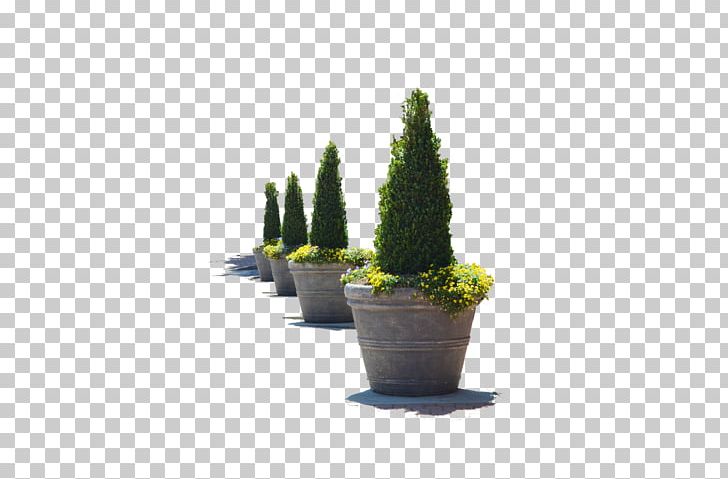 Flowerpot Tree Houseplant PNG, Clipart, Cactus, Evergreen, Flowerpot, Grass, Houseplant Free PNG Download