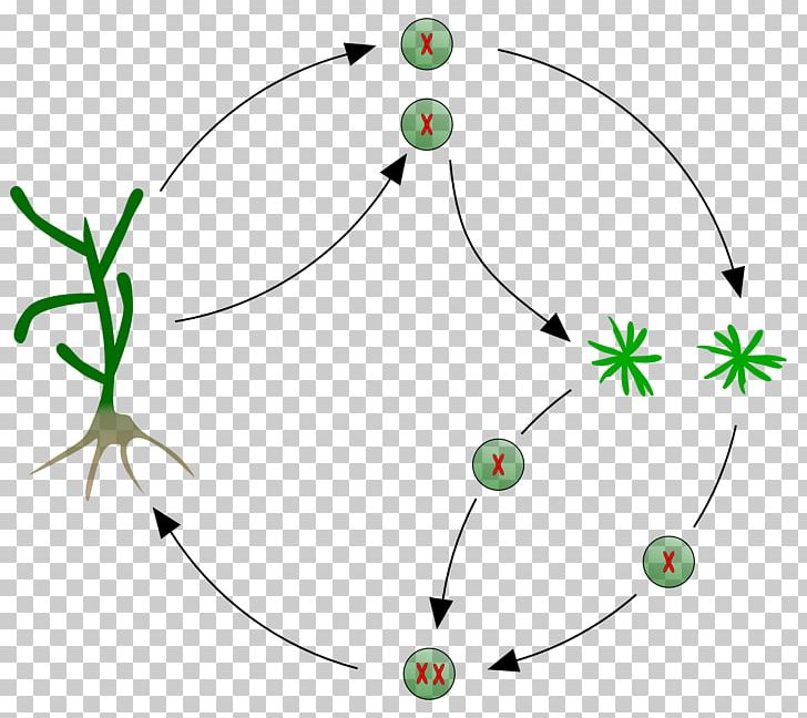 Kelp Algae Biological Life Cycle Multicellular Organism Reproduction PNG, Clipart, Algae, Angle, Anisogamy, Area, Artwork Free PNG Download