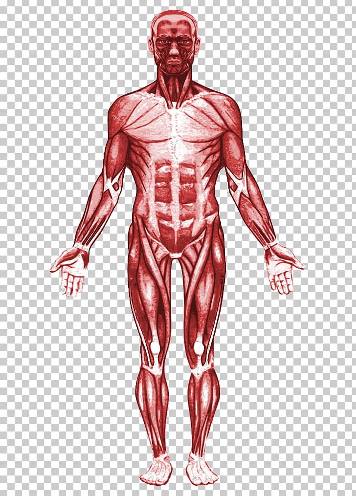 Tibialis Anterior Muscle Anatomy Calf PNG, Clipart, Abdomen, Anatomy, Arm, Bodybuilder, Fictional Character Free PNG Download