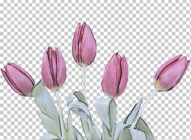 Flower Tulipa Humilis Tulip Plant Petal PNG, Clipart, Bud, Crocus, Cut Flowers, Flower, Lady Tulip Free PNG Download