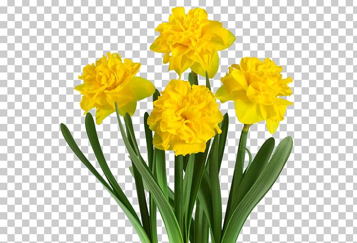 Fa. Bisschops Daffodil Narcissus Plant Cut Flowers PNG, Clipart, Amaryllis, Amaryllis Family, Cut Flowers, Daffodil, Dahlia Free PNG Download