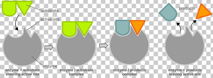 Chemical Reaction Enzyme Substrate Enzyme Catalysis PNG, Clipart, Activation Energy, Active Site, Area, Biocatalysis, Biochemistry Free PNG Download