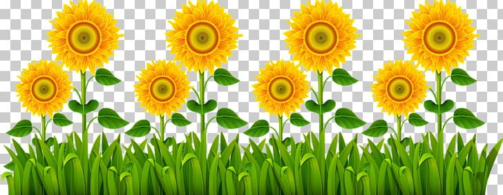 Common Sunflower Plant Euclidean PNG, Clipart, Cut Flowers, Daisy, Daisy Family, Flower, Flowers Free PNG Download