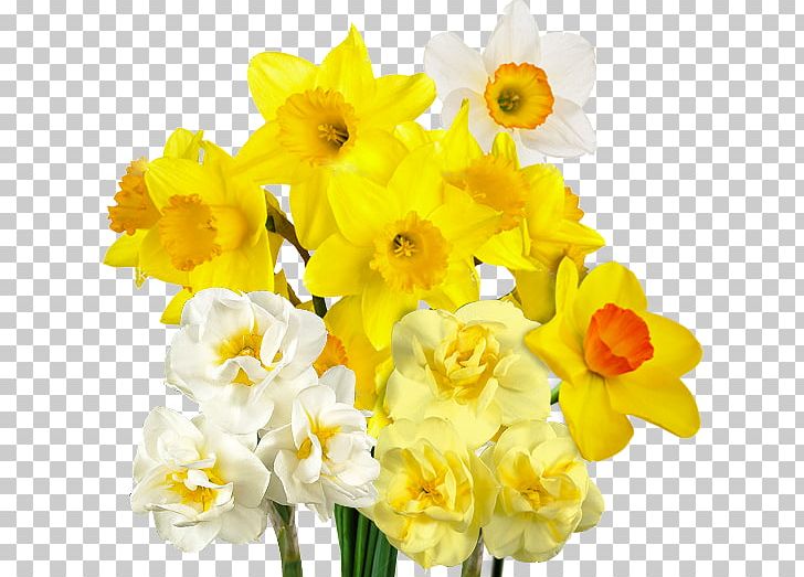 Daffodil Bulb Flower Varfell Narcissus PNG, Clipart, Amaryllis Family, Bulb, Cut Flowers, Daffodil, Flower Free PNG Download