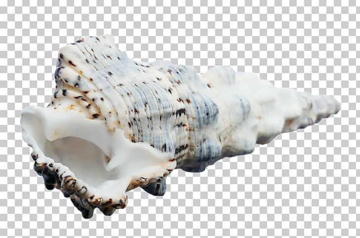 Seashell Mollusc Shell Sea Snail Conchology PNG, Clipart, Beach, Big, Big Ben, Big Burger, Big Cock Free PNG Download