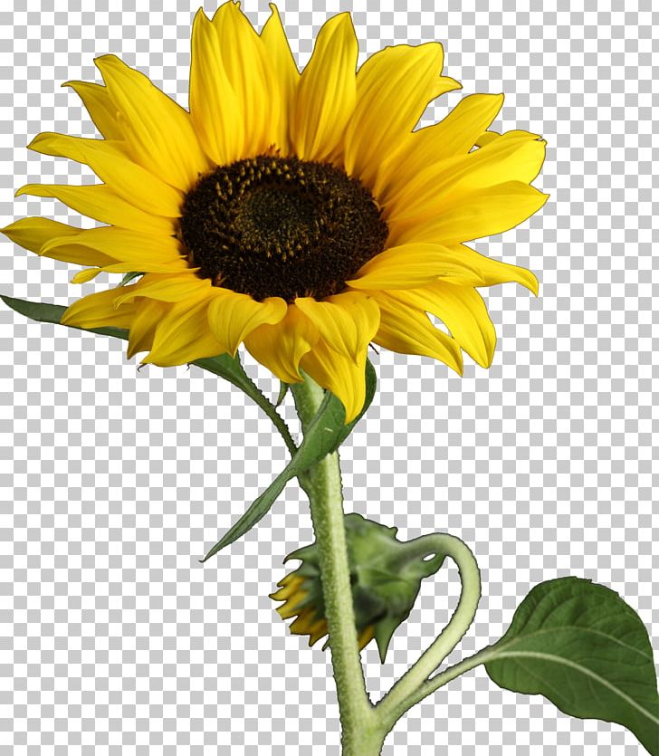 Free Free 76 Clipart Sunflower Stem SVG PNG EPS DXF File