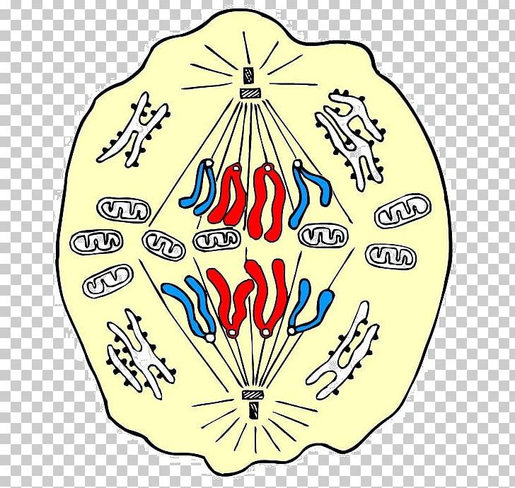 Anaphase Mitosis Prophase Metaphase Cell PNG, Clipart, Anaphase, Area, Biology, Cell, Cell Biology Free PNG Download