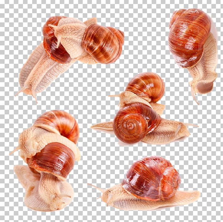 Burgundy Snail Stock Photography PNG, Clipart, 1000000, Alamy, Animal, Animals, Animal Source Foods Free PNG Download