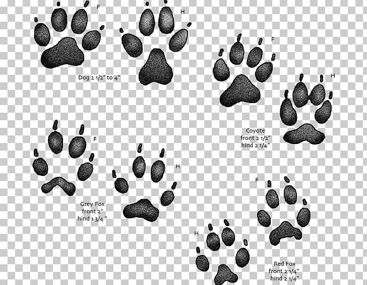 Coyote Dog Paw Red Fox Gray Fox PNG, Clipart, Animal, Animals, Animal Track, Black And White, Bobcat Free PNG Download