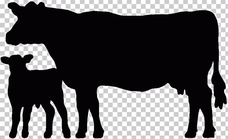 Angus Cattle Beef Cattle Welsh Black Cattle Holstein Friesian Cattle Calf PNG, Clipart, Animals, Beef, Beef Cattle, Black And White, Bull Free PNG Download