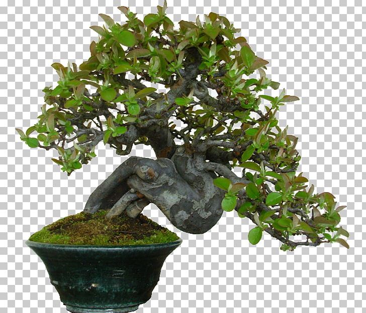 Chinese Sweet Plum Bonsai Tree Flowerpot Houseplant PNG, Clipart, Android, Bonsai, Bonsai Tree, Flowerpot, Houseplant Free PNG Download