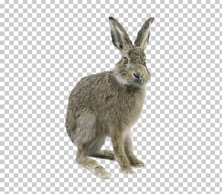 Domestic Rabbit European Rabbit Grey PNG, Clipart, Animal, Animals, Animation, Biological, Control Key Free PNG Download