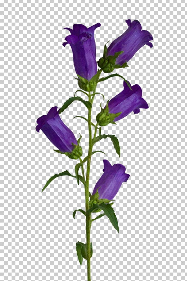 Violet Plant Stem Grape PNG, Clipart, Bellflower, Bellflower Family, Bud, Cut Flowers, Data Free PNG Download