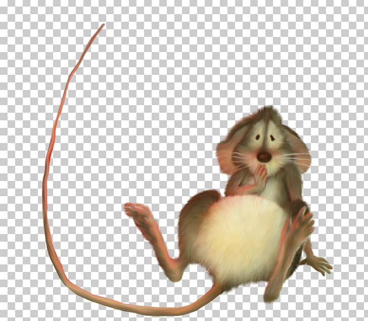 Computer Mouse Rat PNG, Clipart, 3d Computer Graphics, Animals, Computer Graphics, Computer Mouse, Dormouse Free PNG Download