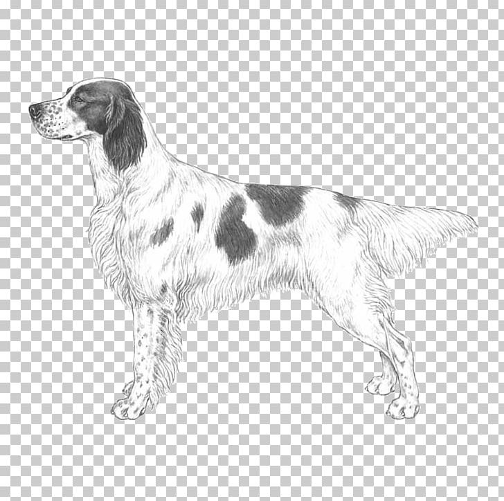 English Setter Drentse Patrijshond Small Münsterländer Brittany Dog Large Münsterländer PNG, Clipart, Brittany, Brittany Dog, Carnivoran, Companion Dog, Dog Free PNG Download