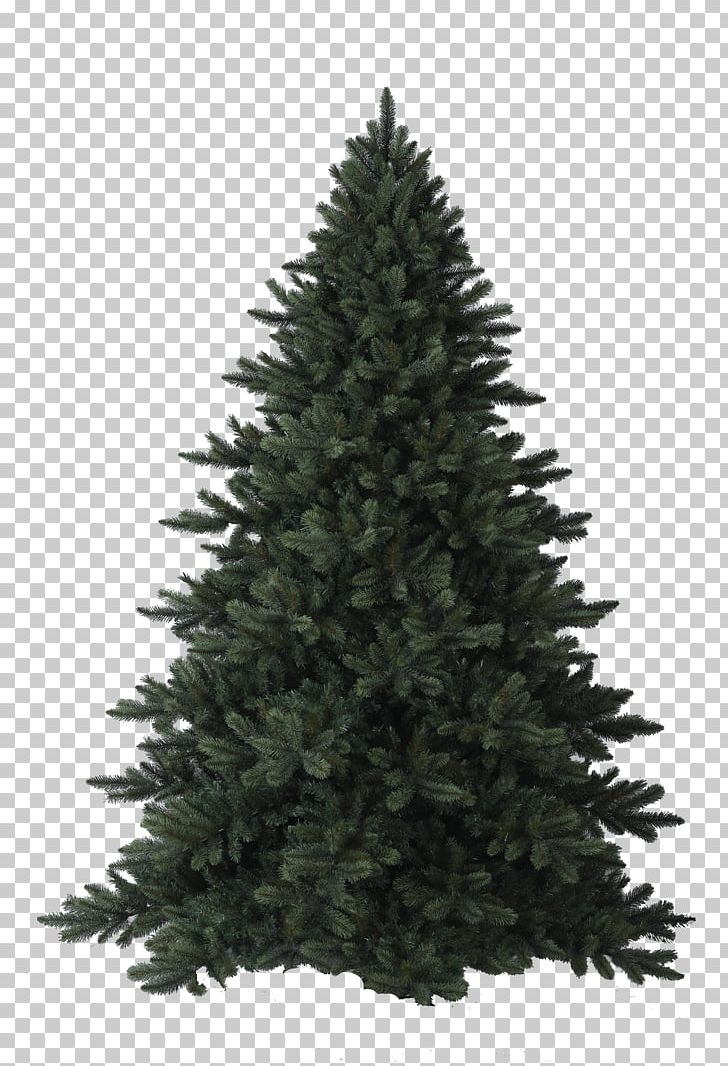 Fir Christmas Tree Pine Blue Spruce PNG, Clipart, Blue Spruce, Celebrities, Chris Pine, Christmas, Christmas Decoration Free PNG Download