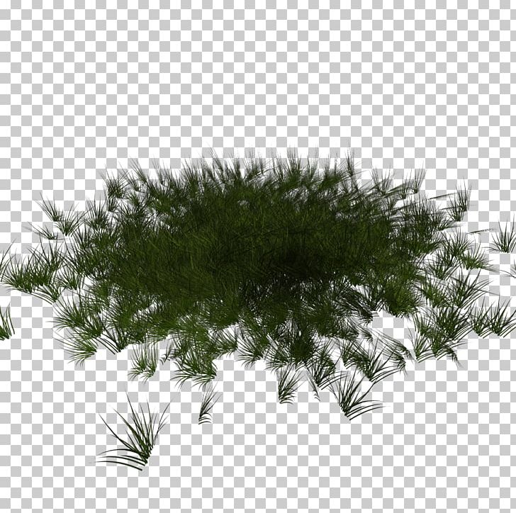 Fir Spruce Pine Conifers Lawn Png Clipart Branch Conifer Conifer Cone Conifers Controller