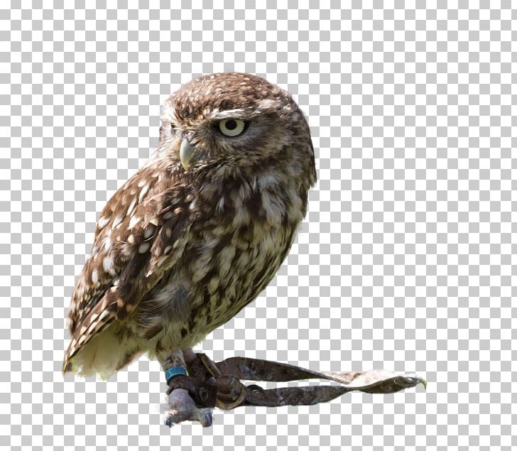 Great Grey Owl Bird Eurasian Eagle-owl Gulls PNG, Clipart, Animals, Bbcode, Beak, Bird, Bird Cage Free PNG Download