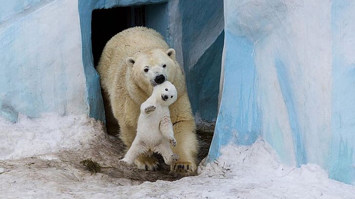 Polar Bear Wild Animals And Their Babies Animal Parenting Wild Babies PNG, Clipart, Animal, Animal Parenting, Animals, Arctic, Bear Free PNG Download