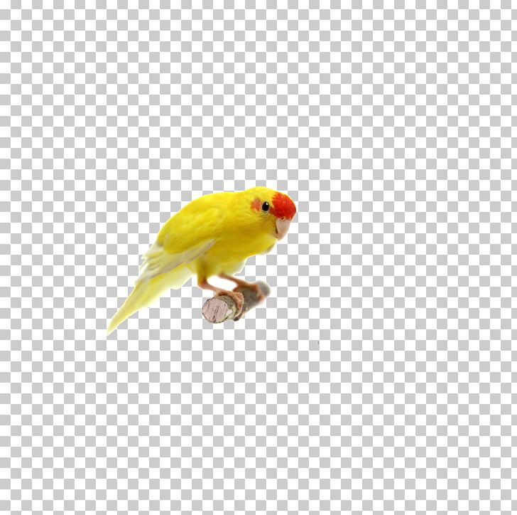 Red-crowned Parakeet Parrot Budgerigar Bird Photography PNG, Clipart, Animals, Beak, Bird, Birds, Budgerigar Free PNG Download