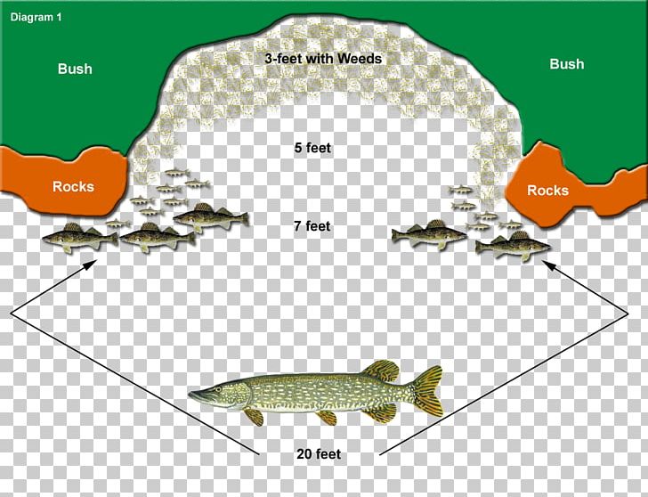 Northern Pike Muskellunge Fishing Baits & Lures Fishing Tackle PNG, Clipart, Area, Diagram, Fauna, Fish, Fish Hook Free PNG Download