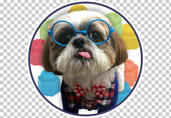 The Shih Tzu Puppy Your Shih Tzu Pet PNG, Clipart, Animal Rescue Group, Animals, Breed, Carnivoran, Companion Dog Free PNG Download